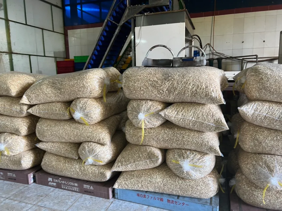 Raw Cashew Nuts WW450 - Image 3