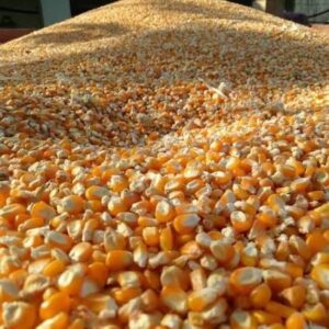 NON GMO YELLOW CORN MAIZE