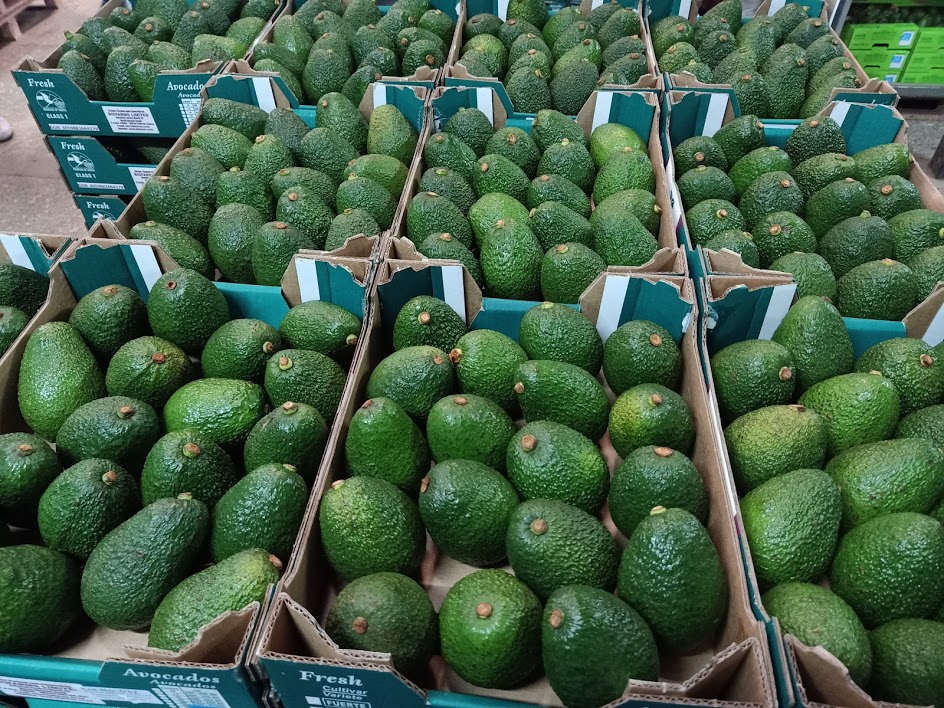 Fresh Avocados Hass/ Fuerte - Image 3