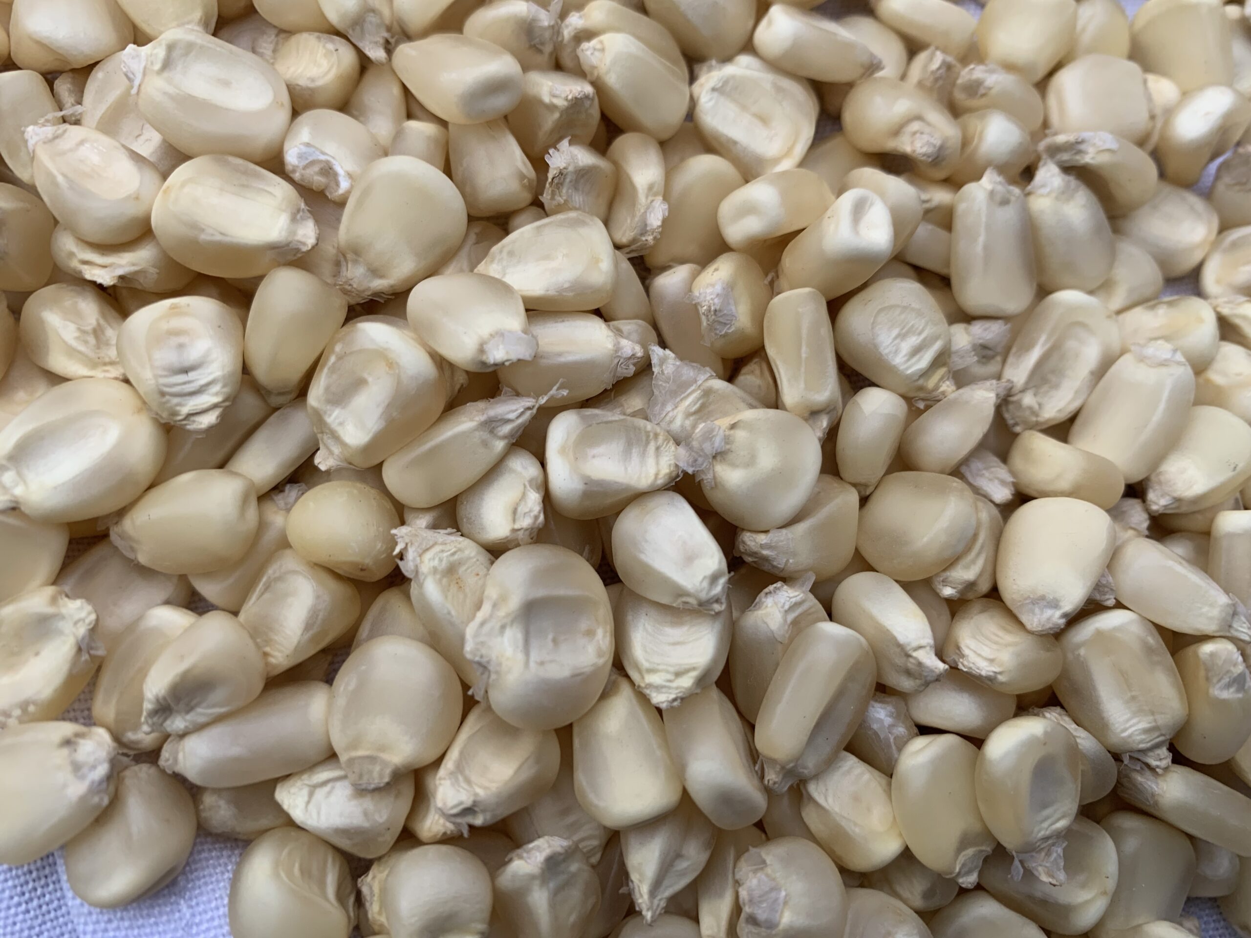 Non-GMO White Maize Corn